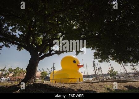 Los Angeles, California, USA. 21st Aug, 2014. The giant rubber duck, the brainchild of Dutch artist Florentijn Hofman's six-story-tall floating ''Rubber Duck'' sculpture, docked at the L.A. Waterfront courtesy harbor as part of the Tall Ships celebration, in Port of Los Angeles, Thursday August 21, 2014. © Ringo Chiu/ZUMA Wire/Alamy Live News Stock Photo