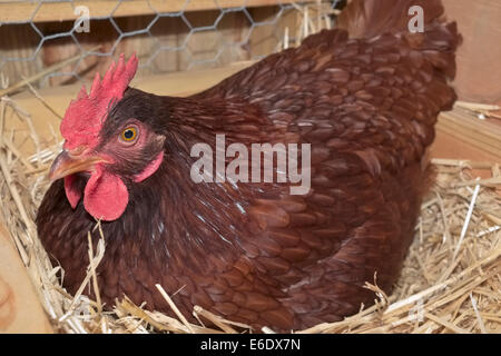 Rhode Island Red Chicken in Nest Stock Photo