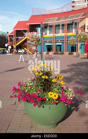 Eau Claire Market with summer flowers in a pot Stock Photo