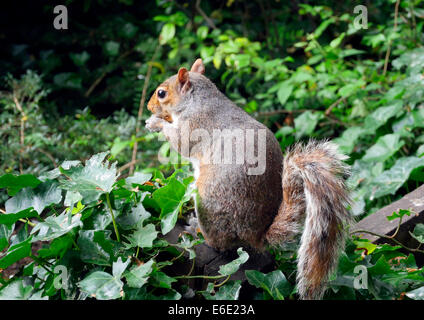 Squiirel eating nuts, Cambridgeshire UK Stock Photo