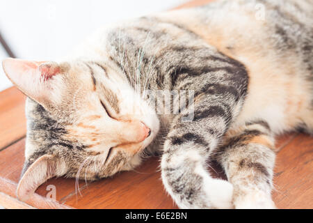 Siamese cat sleeping on wooden table, stock photo Stock Photo