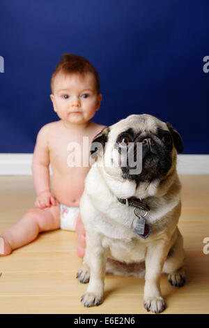 Fawn pug dog sitting in front of a 9 month old baby Stock Photo