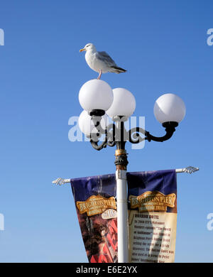 Seagull on lampost and Brighton Pier banners, Brighton Sussexs England Stock Photo