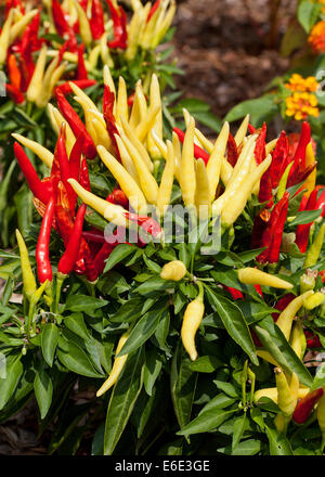 Chilly Chili (Capsicum annuum) ornamental pepper plant - USA Stock Photo