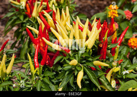 Chilly Chili (Capsicum annuum) ornamental pepper plant - USA Stock Photo