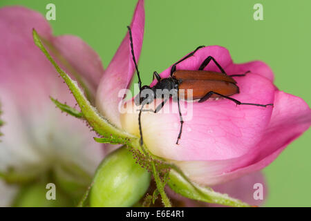 Blood-red longhorn beetle, Blutroter Halsbock, Weibchen, Blütenbesuch, Anastrangalia sanguinolenta, Leptura sanguinolenta Stock Photo