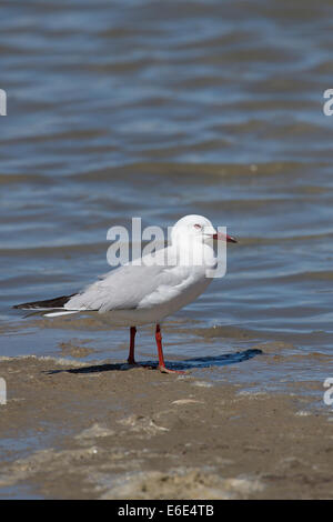 Slender-billed Gull - Dünnschnabelmöwe - Larus genei, Oman, 1st Winter ...