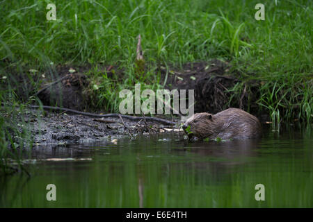 Eurasian beaver, European beaver, Beaver, Europäischer Biber, Altwelt-Biber, Biber, Castor fiber, Castor d´Europe Stock Photo