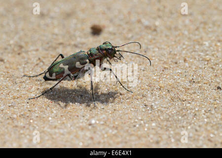 Northern dune tiger beetle, Dünen-Sandlaufkäfer, Sandlaufkäfer, Kupferbrauner Sandlaufkäfer, Sand-Laufkäfer, Cicindela hybrida Stock Photo