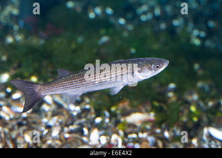 thick-lipped grey mullet, thick-lip grey mullet, thicklip grey mullet, Dicklippige Meeräsche, Chelon labrosus, Mugil chelon Stock Photo