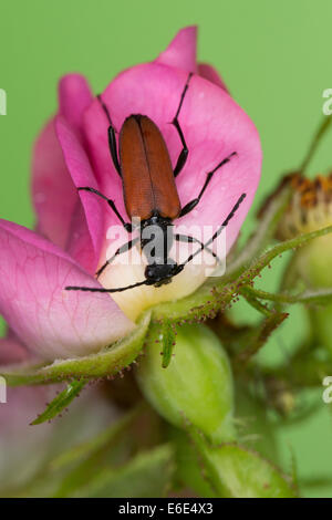 Blood-red longhorn beetle, Blutroter Halsbock, Weibchen, Blütenbesuch, Anastrangalia sanguinolenta, Leptura sanguinolenta Stock Photo