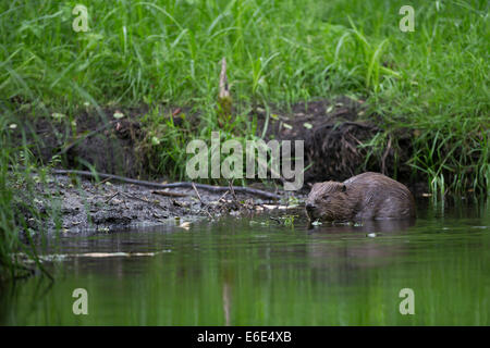 Eurasian beaver, European beaver, Beaver, Europäischer Biber, Altwelt-Biber, Biber, Castor fiber, Castor d´Europe Stock Photo