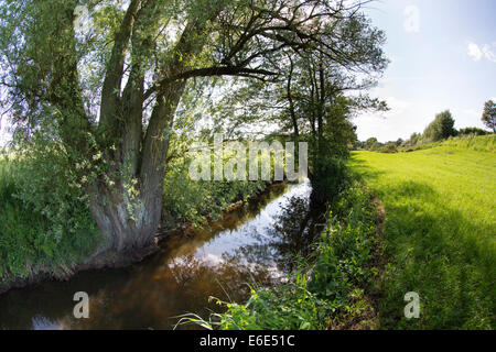 rivulet, brook, willow, Bach, Bachlauf, Bille, Schleswig-Holstein, Deutschland, Weide, Baum, Salix, Ufer Stock Photo