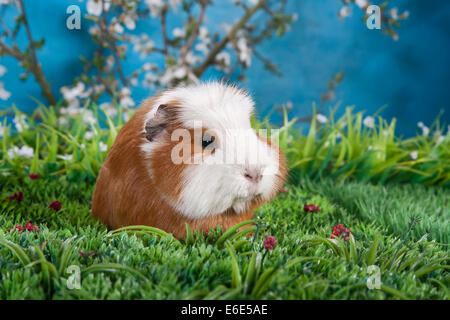 American Crested Guinea Pig Stock Photo