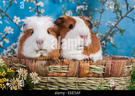 American Crested Guinea Pig and Smooth Guinea Pig Stock Photo