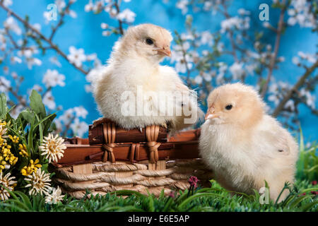 Domestic fowl chicks, Brahma breed Stock Photo