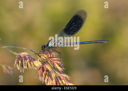 Banded Demoiselle or Banded Agrion (Calopteryx splendens) on a blade of grass, Hühnermoor nature reserve Stock Photo