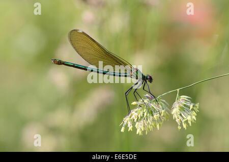 Banded Demoiselle or Banded Agrion (Calopteryx splendens), female on a blade of grass, Hühnermoor nature reserve Stock Photo