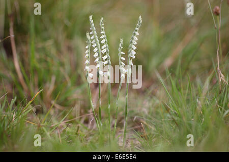 Autumn Lady's Tresses (Spiranthes spiralis), flowering orchid, Hesse, Germany Stock Photo
