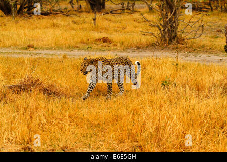Beautiful Big Golden Leopard, gold light haze around as dusk approaches, hunting time for this predator one of Africa's big five Stock Photo