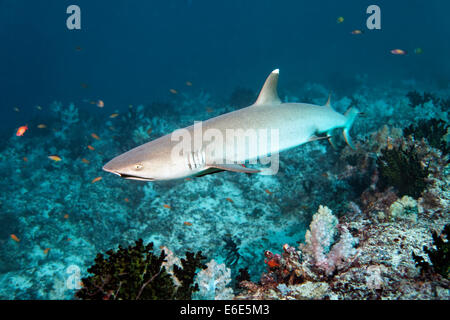 Whitetip reef shark (Triaenodon obesus) over coral reef, Embudu channel, Indian Ocean, Tilla, South Male Atoll, Maldives Stock Photo