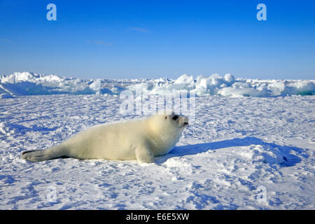 Harp Seal or Saddleback Seal (Pagophilus groenlandicus, Phoca groenlandica) pup on pack ice, Magdalen Islands Stock Photo