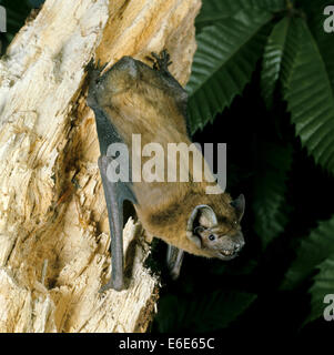 Noctule Bat - Nyctalus noctula Stock Photo