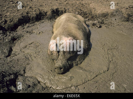 Wild Boar - Sus scrofa Stock Photo