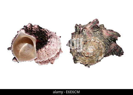 Sea shell, Dolphin shell (Angaria delphinus), close-up Stock Photo ...