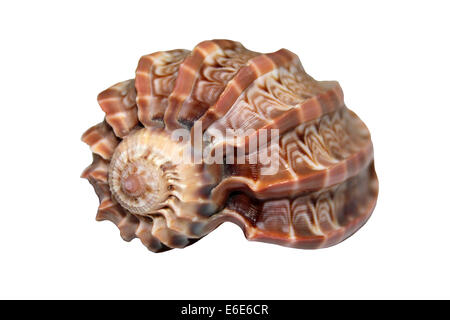 Major Harp Shell Harpa major Stock Photo