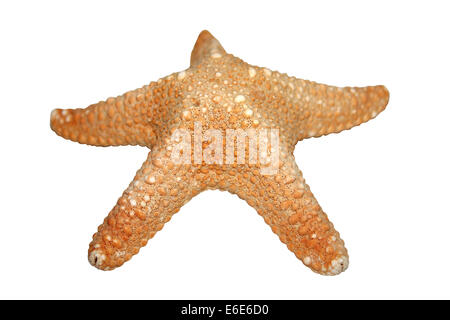 Starfish Cutout Stock Photo
