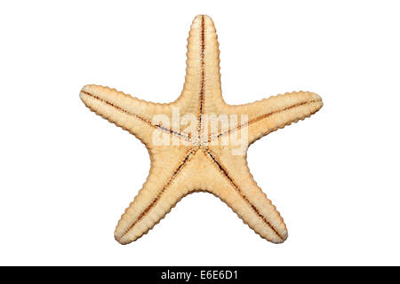 Underside Of A Dried Starfish Stock Photo