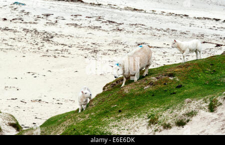 A sheep and her lambs on the beach at Port na Ba on the Isle of Mull Stock Photo