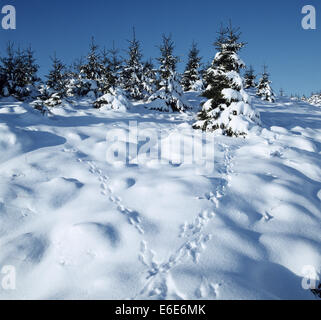 Mountain Hare tracks in the snow - Lepus timidus Stock Photo