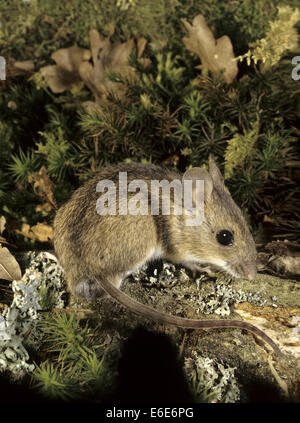 Wood Mouse - Apodemus sylvaticus Stock Photo