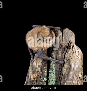 Common Pipistrelle - Pipistrellus pipistrellus Stock Photo