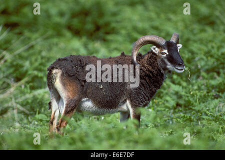 Soay Sheep - Ovis aries Stock Photo