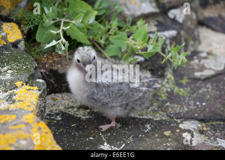 arctic tern sterna paradisaea anima chick on rock, Farne Islands Stock Photo