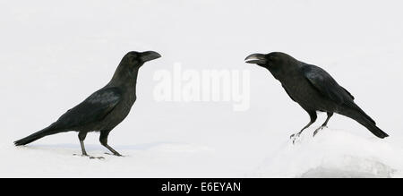 Two jungle crows (Corvus macrorhynchos) on the ice of Kussharo Lake in the Northeastern part of Hokkaido, Japan. Stock Photo