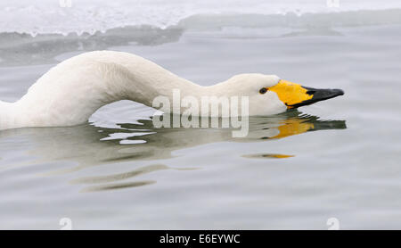 A Whooper Swan acting like a snake by putting its long neck flat on the water. Stock Photo