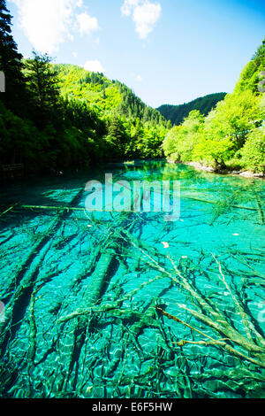 juizhaigou lake with submerged forest. Stock Photo