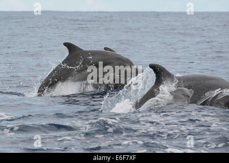 Bottlenose Dolphin group, Tursiops truncatus, surfacing, near Lajes Do Pico, Azores, Atlantic Ocean. Stock Photo