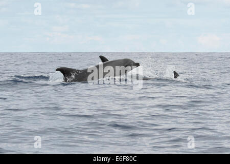 Bottlenose Dolphin group, Tursiops truncatus, surfacing, near Lajes Do Pico, Azores, Atlantic Ocean. Stock Photo