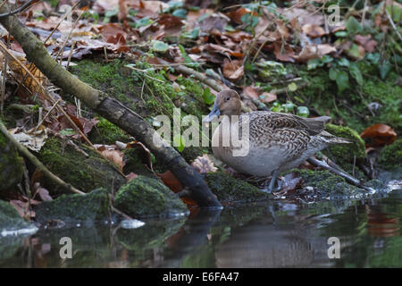 Anas acuta Northern Pintail Spiessente duck Stock Photo
