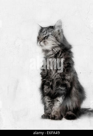 Old long haired cat Stock Photo