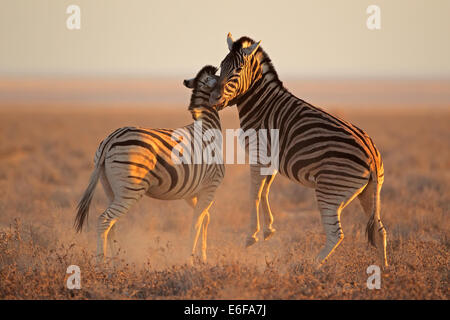Two Plains (Burchells) Zebra stallions (Equus burchelli) fighting, Etosha National Park, Namibia