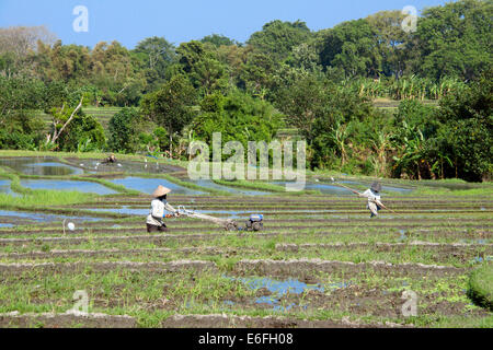 Farmers ploughing in paddy terrace Keliki Bali Indonesia Stock Photo