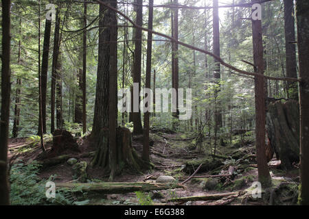 Lynn Canyon Park, located north of Vancouver Canada, is a popular filming location due to its natural landscape. Stock Photo