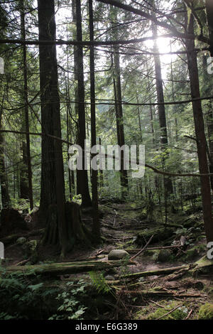 Lynn Canyon Park, located north of Vancouver Canada, is a popular filming location due to its natural landscape. Stock Photo