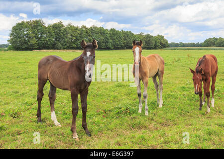 Three foals, young horses, stand together curious to look in a green meadow with trees in the background Stock Photo